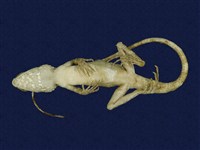 Swinhoe’s tree lizard Collection Image, Figure 6, Total 7 Figures
